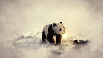 Panda, Animal, Bear HD wallpaper