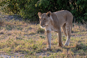 Animals, Muzzle, Predator, Lioness HD wallpaper