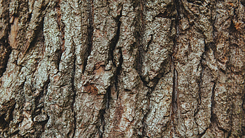 Graceful oak illustrations, , Nature's charm, Splendid backgrounds HD wallpaper