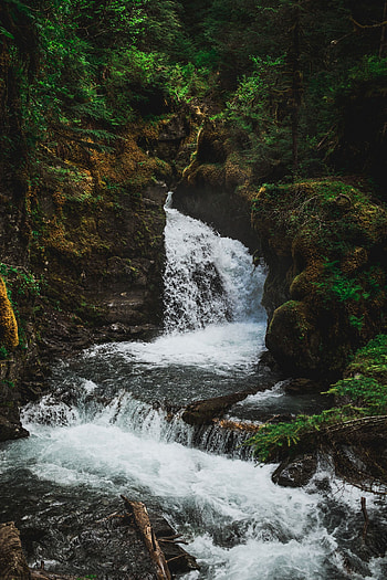 Nature, Trees, Waterfall, Flow, Stream HD phone wallpaper