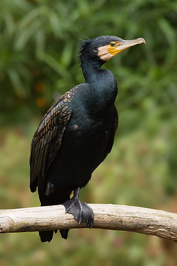Cormorant captured by Ryan Simpson, Stunning graphy, Expertly framed, Avian majesty HD phone wallpaper