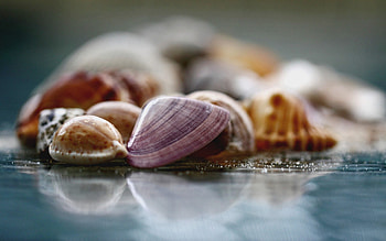 Shells, Macro, Shine, Brilliance, Surface, Glass HD wallpaper