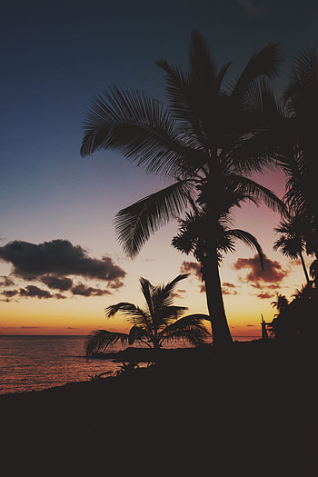 Nature, Sunset, Palms, Branches, Tropics, Mexico HD phone wallpaper
