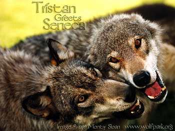 Tristan Greeting Seneca the Wolf, greeting, wolves greeting, timber wolf, animals, grey wolf, sunset HD wallpaper