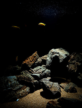 Nature, Stones, Underwater World, Fish HD phone wallpaper