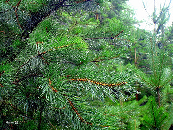 Plants, Background, Needle, Fir-Trees HD wallpaper