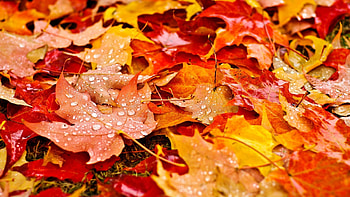 Fall Leaves Resolution HD wallpaper