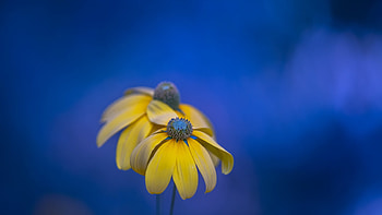 Flower, leaf, nature, yellow HD wallpaper