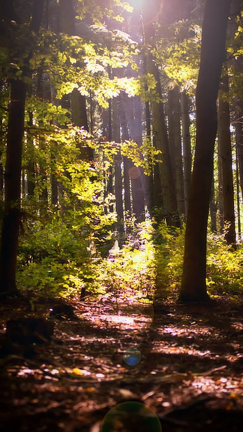 Forest, Natural Forest HD phone wallpaper