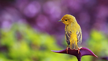 Animals, Bird, Sit, Beautiful, Branch, Color HD wallpaper