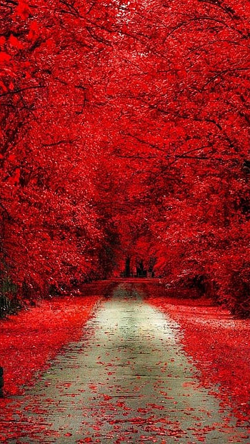 Beautiful For, Red Trees HD phone wallpaper