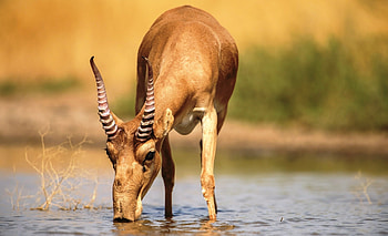 Saiga antelope, Unique appearance, Endangered species, Nature HD wallpaper