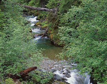 Nature, Rivers, Trees, Leaves, Branches, Branch, Flow, Logs HD wallpaper