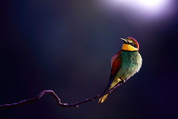 Bee Eater, bee-eater, birds HD wallpaper