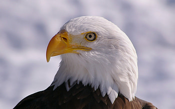 *** Beautiful and stately eagle ***, animal, beauriful, statelay, birds, eagle, animals HD wallpaper
