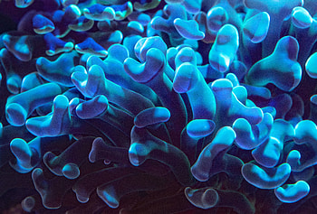 Underwater, coral, close up, blue HD wallpaper