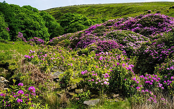Nature, Flowers, Grass, Hills, Hill HD wallpaper