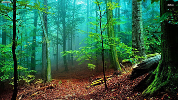 Fall Fairy Garden backgrounds | Foggy forest Foggy forest Foggy . HD wallpaper