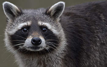 Sharp gaze, Close-up shot, Piercing eyes, Adorable critter HD wallpaper