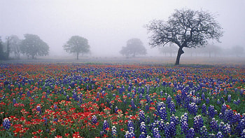 Texas Hill Country with Texas flag , Patriotic pride, Texas beauty, Frontier spirit HD wallpaper