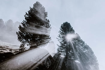 Dramatic sun rays filtering through foggy forest with silhouetted trees. Perfect for tranquil nature scenes. HD wallpaper