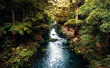 Whangarei, New Zealand, trees, water, forest, rocks, stones HD wallpaper