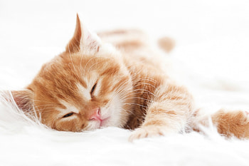 Sleeping, kitten, sweet, animal, white, cute, cat, orange, ginger, pisica, paw, sleep HD wallpaper