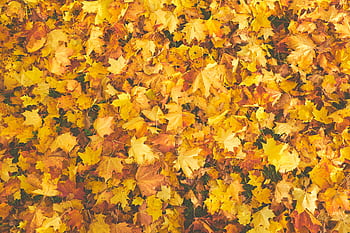 Bright collection of autumn maple leaves in vibrant yellows and oranges. HD wallpaper