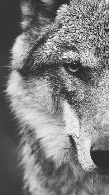 Wolf's Fierce Gaze: A Striking Animal Muzzle, muzzle, stare, face, Animal, wolf HD phone wallpaper