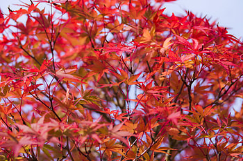 Nature, Leaves, Wood, Tree, Branches HD wallpaper