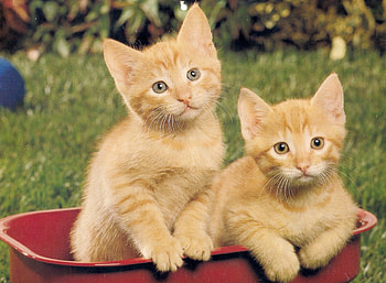 Give us a ride please!, kitten, wagon, twin, red, cute HD wallpaper