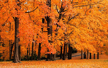 fall backgrounds - www. HD wallpaper