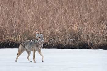 Animals, Snow, Grey, Wildlife, Animal, Coyote HD wallpaper