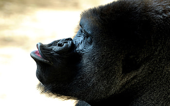 Animals, Monkeys HD wallpaper