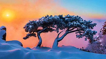 Living Together, trees, sky, sunset, snow, colors HD wallpaper