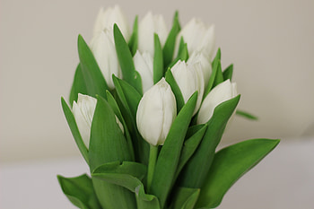 Flowers, Tulips, Bouquet HD wallpaper