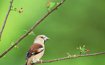 Animals, Flowers, Bird, Beak, Branches HD wallpaper
