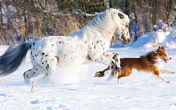 dog-horse-winter, winter, dogs, horse, snow HD wallpaper