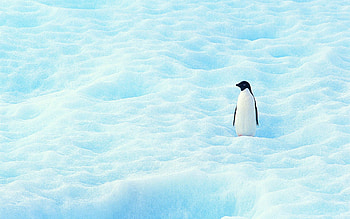 Minimalism, Snow, Small, Penguin, North HD wallpaper