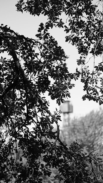 Nature, Wood, Tree, Branches, Bw, Chb HD phone wallpaper