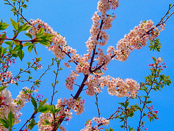 Flowers, Sky, Leaves, Bloom, Flowering, Branch, Spring HD wallpaper