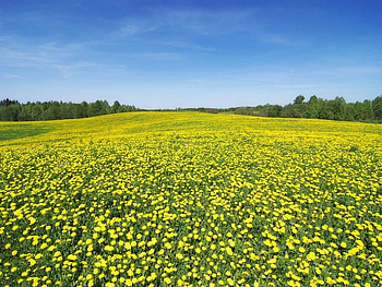 Field of Dandelions, sky, dandelions, wild, field HD wallpaper