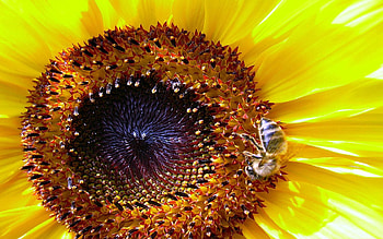 Macro, Bee, Sunflower, Pollination HD wallpaper