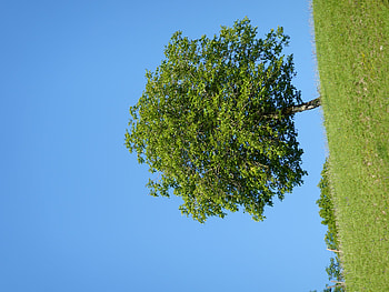 Nature, Grass, Summer, Wood, Tree, Greens, Hill HD wallpaper
