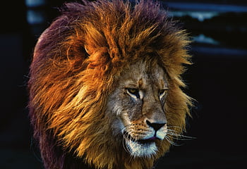 Close-up portrait of a majestic lion with a stunning mane, captured in vivid detail. HD wallpaper