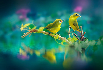 Kissing birds, Beautiful bond, Feathered affection, Romantic display HD wallpaper