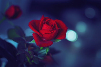 ✼.ATTRACTIVE.✼, graphy, attractive, colors, aroma, charm, petals, passion, macro, sweet, roses, beautiful, lovely flowers, bloom, leaves, pretty, cool, nature, scent, romantic, flowers, red rose, lovely HD wallpaper