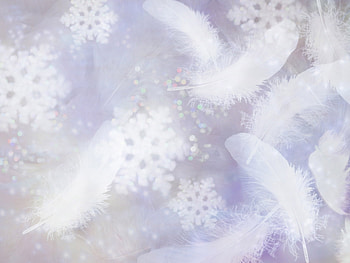Background, Feather HD wallpaper