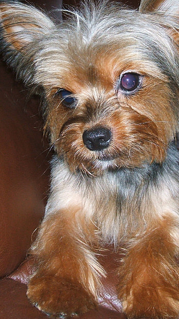 Yorkshire Terrier, Com9861gj4mkw jpg HD phone wallpaper