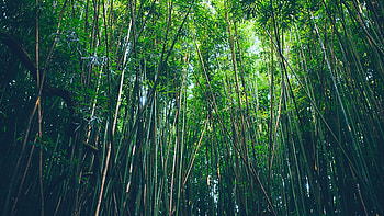 Bamboo forest in , Nature's beauty, Tranquil scenery, Serene greenery HD wallpaper